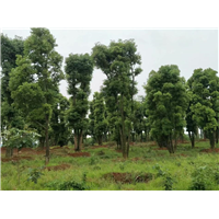 丛生大多杆香樟树基地+苗圃，丛生小多杆香樟树基地+苗圃 