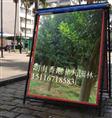 联系湖南香樟非凡园林#您想要的香樟树都有 