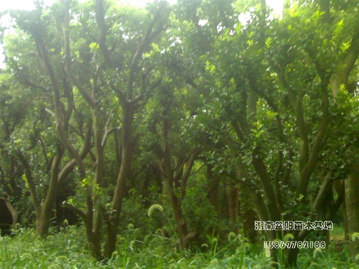 供应安徽香泡|供应北京香泡07 