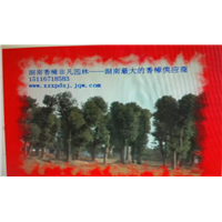 求购香樟去非凡园林 