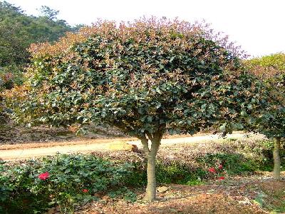桂花园林基地—湖南桂花|供应湖南桂花03