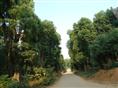 28号香樟香樟树桃花江发货四川重庆 
