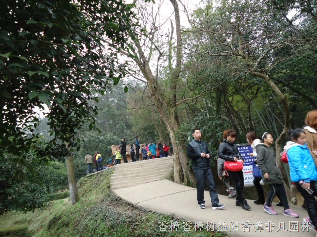 传说唐朝香樟树宋朝香樟树明朝香樟树 
