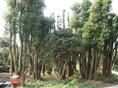 移植香樟—湖南香樟|湖南香樟园林|湖南香樟基地21 