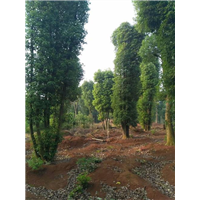 特新特大香樟树基地，特优特低惊喜价格香樟树批发 