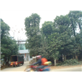 13亿人民公认的香樟香樟树好产品 