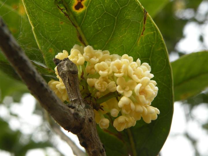 湖南桂花园林基地|湖南桂花05 