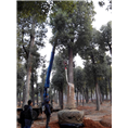 **有强大实力的香樟树，**火爆的香樟树基地，**占领额鳌头的香樟树市场， 