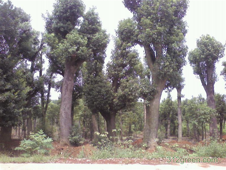 湖南香樟—湖南香樟苗木基地03