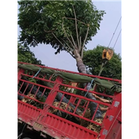 18cm两年帽栾树 直销价，18厘米移植栾树上车照片 