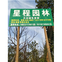 _香樟联销_单杆+多杆香樟树__全国香樟树联销处 