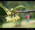 供应桂花—湖南桂花供应|湖南桂花园林基地02