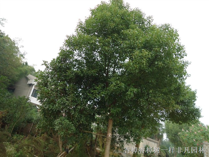 绿色香樟香樟树， 湖南香樟益阳香樟反复大降价 