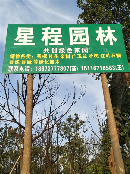 _香樟联销_单杆+多杆香樟树__全国香樟树联销处 