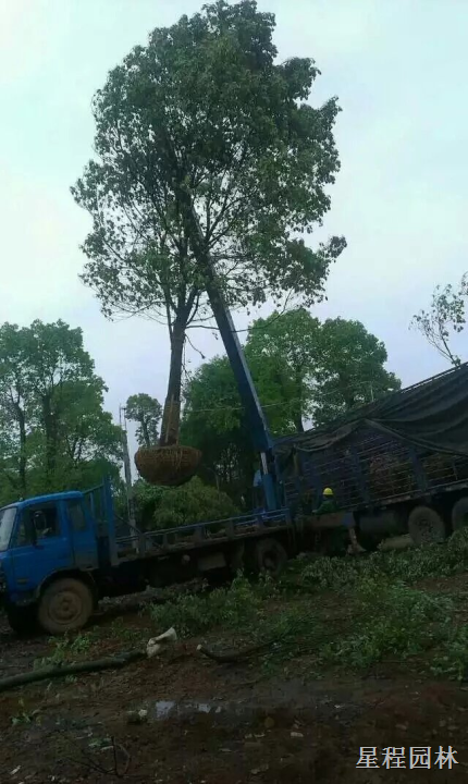 好香樟树一分钱一分货**牛香樟树 