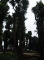 移植香樟—湖南香樟+野生湖南香樟+移植湖南香樟 