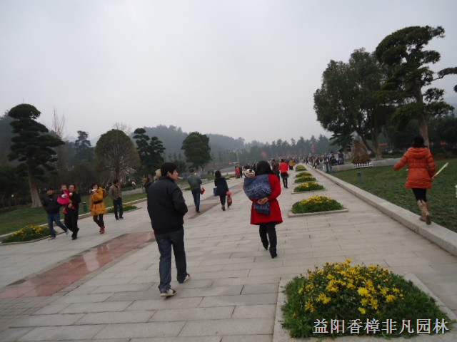 益阳香樟有多少品种，益阳香樟适应那些省市？附价格 