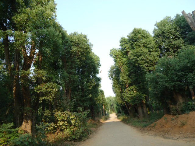 28号香樟香樟树桃花江发货四川重庆 