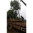 朋友们推荐的香樟香樟树大型供应基地 