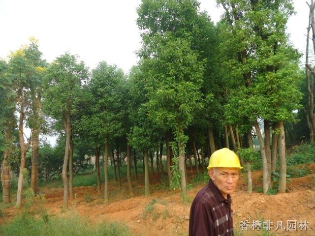 香樟树旺季将来湖南香樟益阳香樟已准备充足货源 