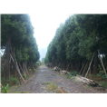 香樟<香樟树>转向非凡园林<面向湖南益阳> 