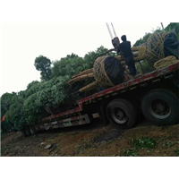 控根苗香樟树，控根苗香樟树基地，控根苗香樟树价格 