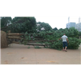 河南鄢陵上蔡南阳与非凡园林签约香樟树 