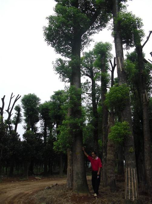 湖南香樟苗木基地—供应湖南香樟06