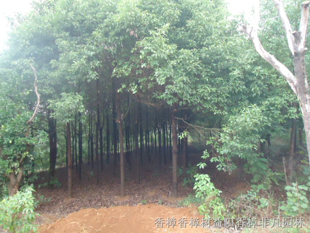 供应香樟，香樟价格，香樟基地，香樟图片 