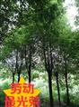 ﻿﻿湖南益阳香樟香樟树究竟好在哪里 