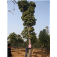 精挑细选的40公分大棚移植香樟树 