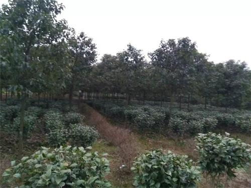 海量供应佳植各种优质ABC苗木香樟树 