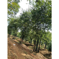 多杆朴树基地，多杆朴树基地位置 