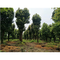 控根器苗香樟树=控根苗香樟树全国批发供应 