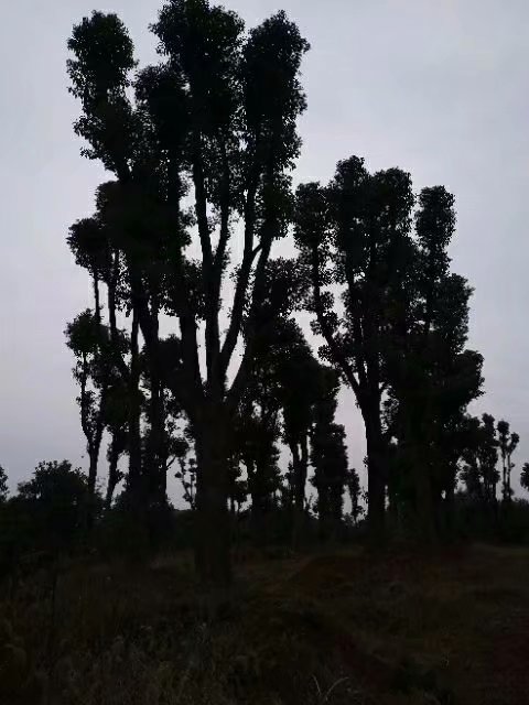 血价格香樟树甩卖，清场亏本价香樟树销售 