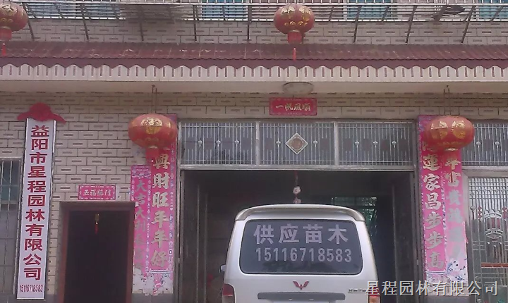 13087373497香樟香樟树供应专科 