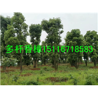 大香樟~小香樟~年年天天香樟批发 