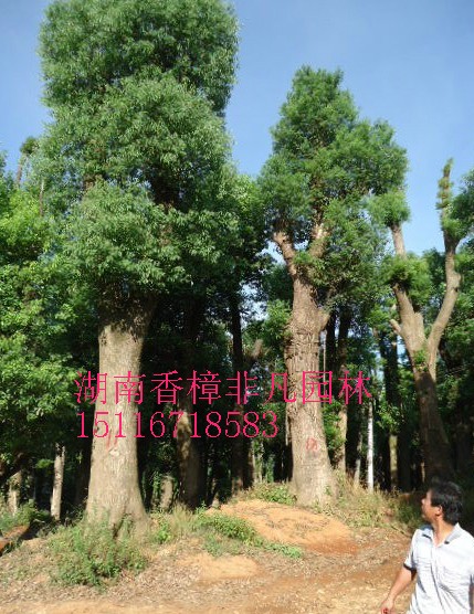 你我香樟树质量不一样，顾客考察后，湖南香樟非凡园林** 