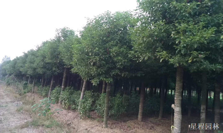 8公分香樟树发贵州望谟县 