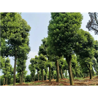 定位直销自然冠香樟树，自然冠香樟树价格 