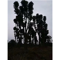 血价格香樟树甩卖，清场亏本价香樟树销售 