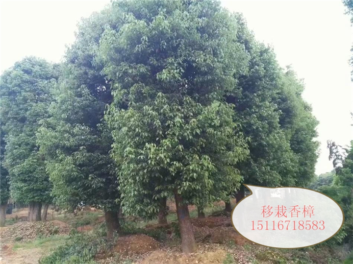 贵阳湖南香樟四川湖南香樟重庆湖南香樟 