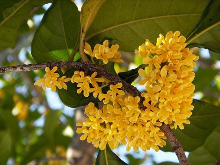 湖南桂花—湖南桂花供应|湖南桂花园林基地04
