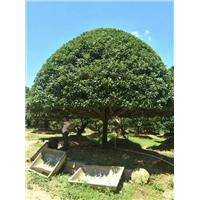5杆假植多头香樟树和15cm栾树发往贵州黔东南， 