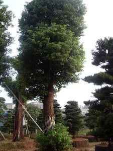 湖南香樟苗木基地—供应湖南香樟08