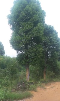移植香樟树供应香樟树货源多我们**在行 