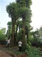 中国多头多杆香樟树基地////湖南益阳移植香樟园林 