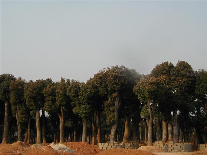 湖南香樟树+湖南益阳香泡树+湖南栾树+湖南广玉兰 
