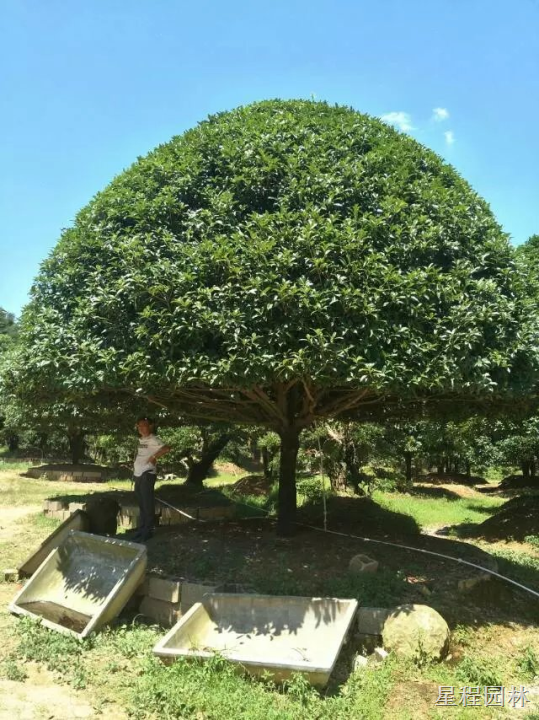 5杆假植多头香樟树和15cm栾树发往贵州黔东南， 