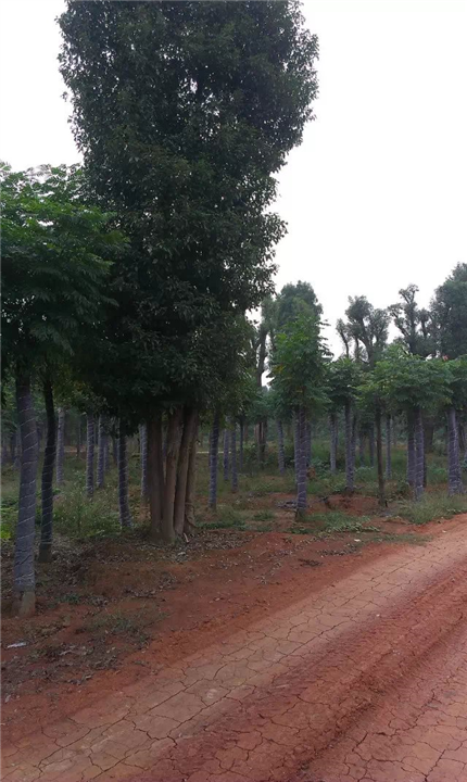 28至30cm移植多杆大香樟树连续多车发贵州镇远 